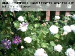 Winchester Cathedral - Englische Rosen