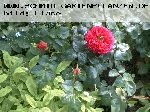 Winchester Cathedral - Englische Rosen