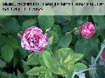 Winchester Cathedral - Englische Rosen