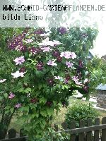 Winchester Cathedral - Englische Rosen