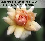 Grace - Englische Rosen