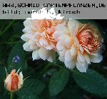 Grace - Englische Rosen