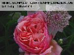 Versigny - Rosa Generosa von Guillot