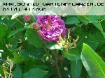 Nuits de Young - Rosa Centifolia Muscosa