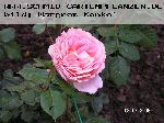 Abraham Darby - Englische Rosen