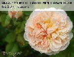 Evelyn - Englische Rosen