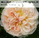 Evelyn - Englische Rosen