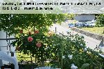 AUSfather - Englische Rosen