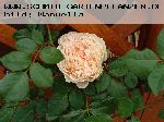 Crown Princess Margareta - Englische Rosen