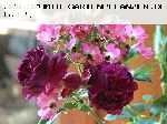 Cardinal de Richelieu - Rosa Gallica