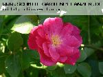 Nur Mahal - Rosa Moschata