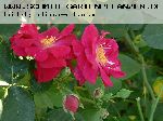 Nur Mahal - Rosa Moschata
