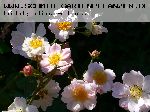 Queen of the Musk - Rosa Moschata