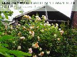 Ghislaine de F�ligonde - Kletterrosen und Rambler