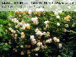Ghislaine de F�ligonde - Kletterrosen und Rambler