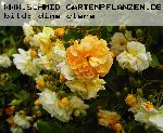 Ghislaine de F�ligonde - Kletterrosen und Rambler