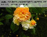 Ghislaine de F�ligonde - Kletterrosen und Rambler