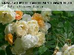 Ghislaine de F�ligonde - Kletterrosen und Rambler