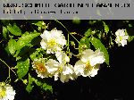 Bobbie James - Kletterrosen und Rambler