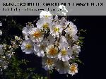 Bobbie James - Kletterrosen und Rambler