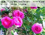 Louise Odier - Rosa Borbonica