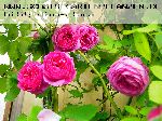 Louise Odier - Rosa Borbonica