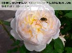 Glamis Castle - Englische Rosen