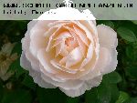 Glamis Castle - Englische Rosen