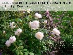 Glamis Castle - Englische Rosen