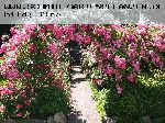 Super Excelsa - Kletterrosen und Rambler