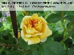 Alchymist - Kletterrosen und Rambler