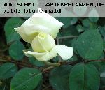 Kaiserin Auguste Viktoria 'Reine Augusta Victoria' - Teehybriden