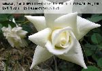 Kaiserin Auguste Viktoria 'Reine Augusta Victoria' - Teehybriden