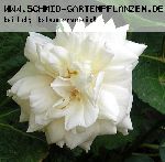 Kaiserin Auguste Viktoria 'Reine Augusta Victoria' - Teehybriden