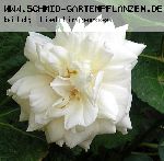 Kaiserin Auguste Viktoria 'Reine Augusta Victoria' - Teehybriden