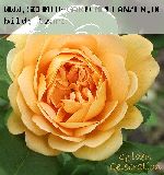 Golden Celebration - Englische Rosen