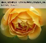 Golden Celebration - Englische Rosen