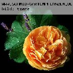 Golden Celebration - Englische Rosen