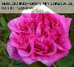 Marie-Louise - Rosa Damascena