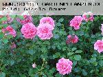 Anne Boleyn - Englische Rosen