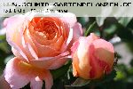 Lady Emma Hamilton - Englische Rosen