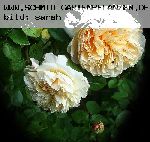 Teasing Georgia - Englische Rosen