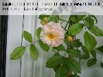 Ghislaine de F�ligonde - Kletterrosen und Rambler