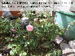 Gertrude Jeckyll - Englische Rosen