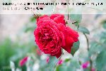 Gru� an Teplitz - Rosa Borbonica