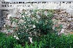 Heritage - Englische Rosen