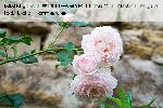 Heritage - Englische Rosen