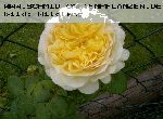 Charles Darwin - Englische Rosen