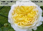 Charles Darwin - Englische Rosen