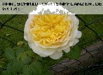 Charles Darwin - Englische Rosen
